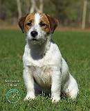 Jack Russell Terrier 9M097D-068